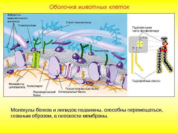 Оболочка животных клеток Молекулы белков и липидов подвижны, способны перемещаться, главным образом, в плоскости