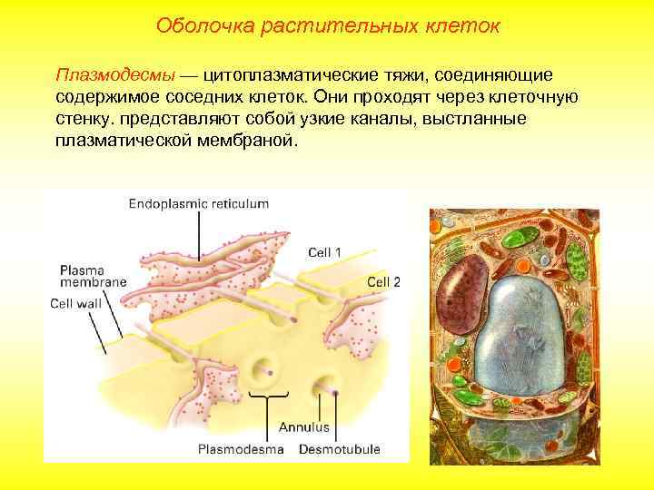 Оболочка растительных клеток Плазмодесмы — цитоплазматические тяжи, соединяющие содержимое соседних клеток. Они проходят через