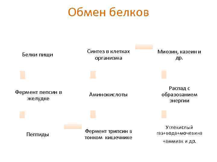 Обмен белков Синтез в клетках организма Миозин, казеин и др. Фермент пепсин в желудке