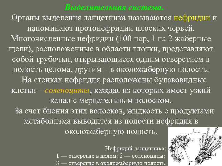 Выделительная система. Органы выделения ланцетника называются нефридии и напоминают протонефридии плоских червей. Многочисленные нефридии