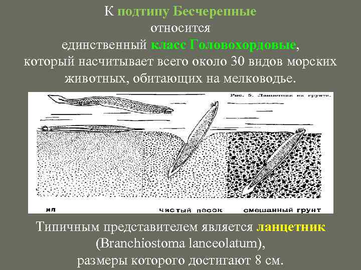 К подтипу Бесчерепные относится единственный класс Головохордовые, который насчитывает всего около 30 видов морских