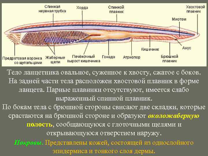 Кожные покровы ланцетника рисунок