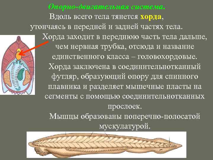Опорно-двигательная система. Вдоль всего тела тянется хорда, утончаясь в передней и задней частях тела.