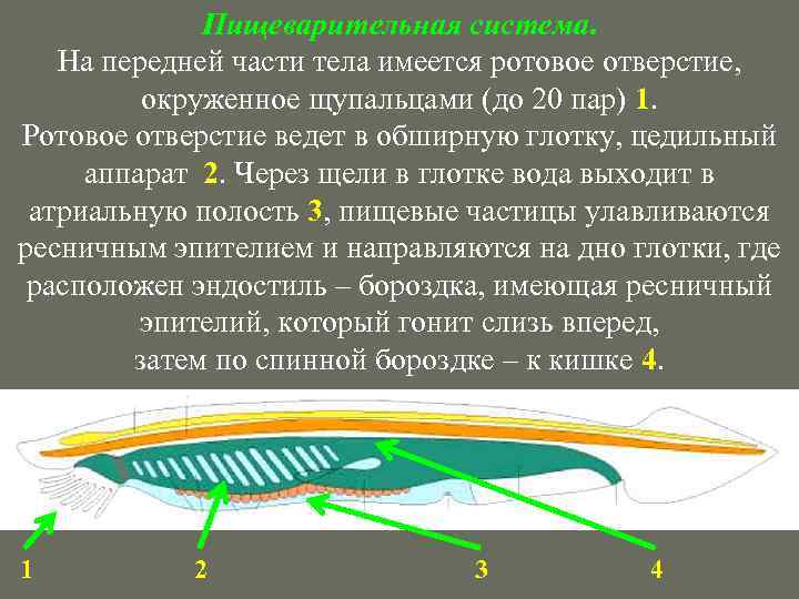 Пищеварительная система. На передней части тела имеется ротовое отверстие, окруженное щупальцами (до 20 пар)