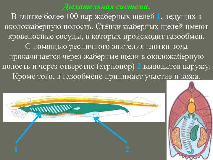 Околожаберная полость ланцетника