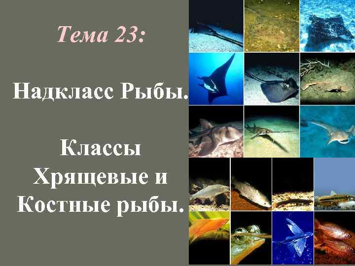 Презентация на тему рыбы 5 класс по биологии