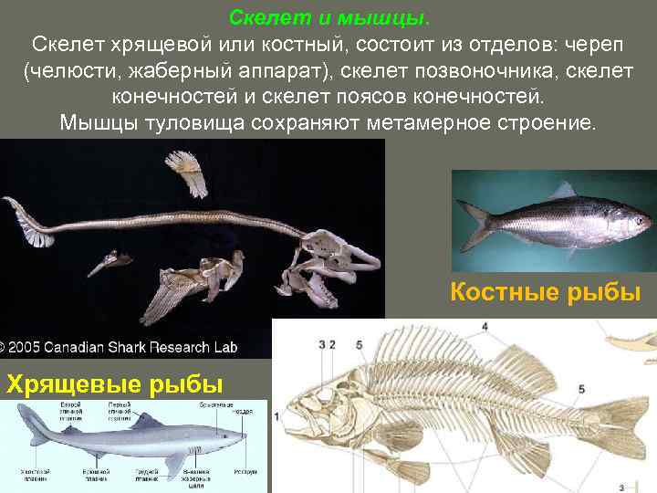 Скелет и мышцы. Скелет хрящевой или костный, состоит из отделов: череп (челюсти, жаберный аппарат),