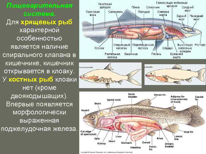 Форель внутренности строение картинки