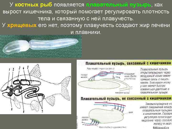 У костных рыб появляется плавательный пузырь, как вырост кишечника, который помогает регулировать плотность тела