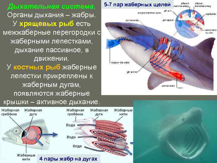 Дыхательная система. Органы дыхания – жабры. У хрящевых рыб есть межжаберные перегородки с жаберными