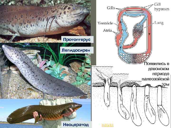 Протоптерус Лепидосирен Появились в девонском периоде палеозойской эры Неоцератод назад 
