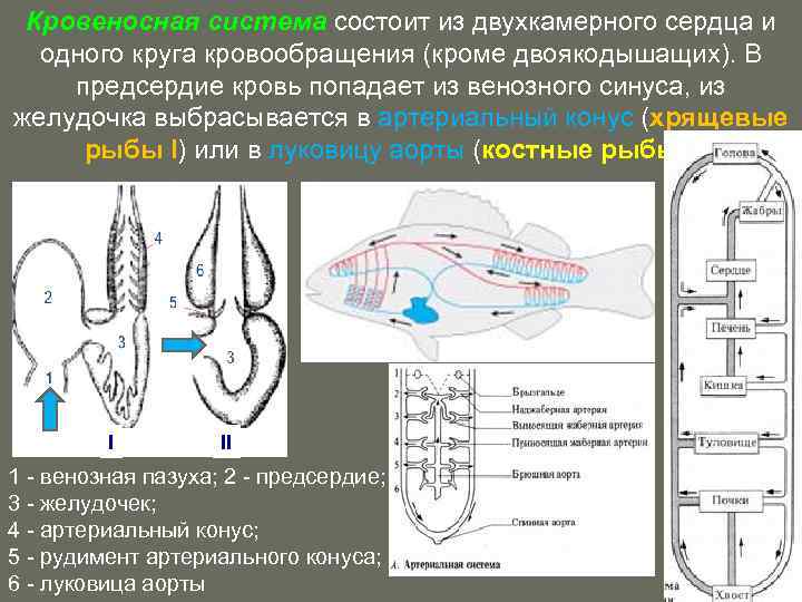 Кровеносная система состоит из двухкамерного сердца и одного круга кровообращения (кроме двоякодышащих). В предсердие