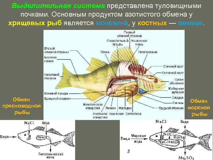 Выделительная система представлена туловищными почками. Основным продуктом азотистого обмена у хрящевых рыб является мочевина,