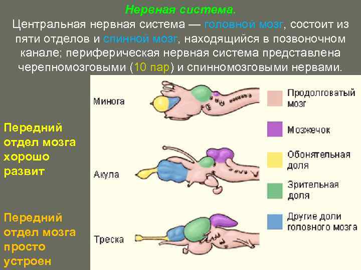 Нервная система. Центральная нервная система — головной мозг, состоит из пяти отделов и спинной