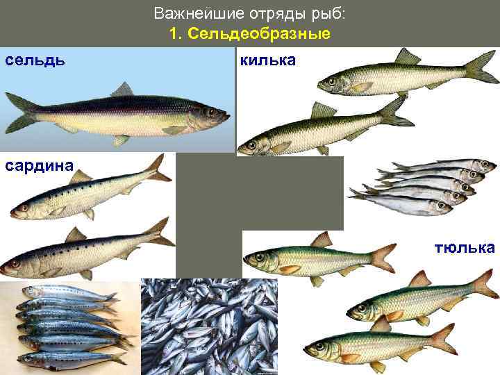 Важнейшие отряды рыб: 1. Сельдеобразные сельдь килька сардина тюлька 