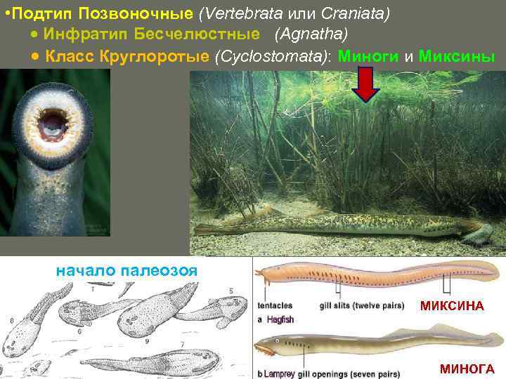  • Подтип Позвоночные (Vertebrata или Craniata) Инфратип Бесчелюстные (Agnatha) Класс Круглоротые (Cyclostomata): Миноги