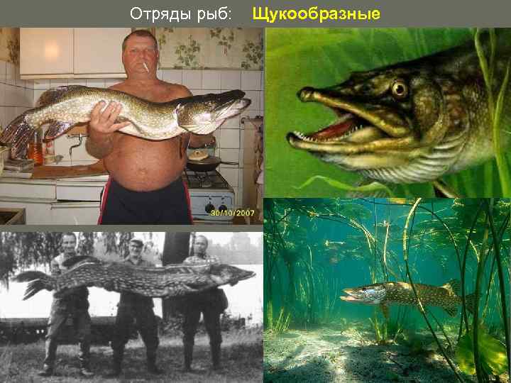 Отряды рыб: Щукообразные 