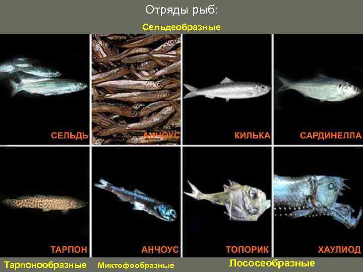 Отряды рыб: Сельдеобразные Тарпонообразные Миктофообразные Лососеобразные 