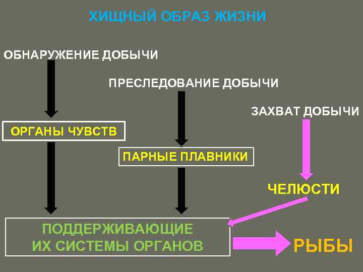 ХИЩНЫЙ ОБРАЗ ЖИЗНИ ОБНАРУЖЕНИЕ ДОБЫЧИ ПРЕСЛЕДОВАНИЕ ДОБЫЧИ ЗАХВАТ ДОБЫЧИ ОРГАНЫ ЧУВСТВ ПАРНЫЕ ПЛАВНИКИ ЧЕЛЮСТИ