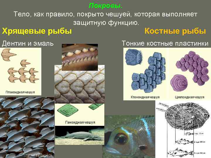 Покровы. Тело, как правило, покрыто чешуей, которая выполняет защитную функцию. Хрящевые рыбы Дентин и