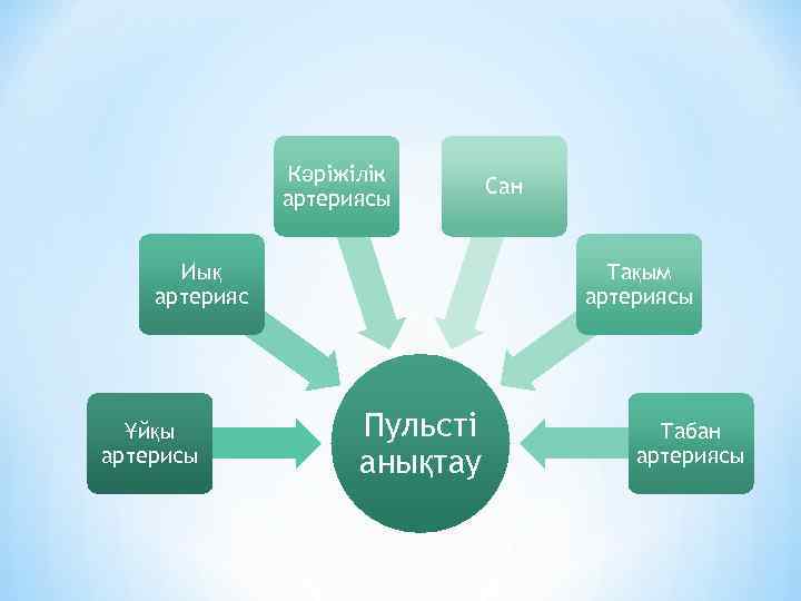 Кәріжілік артериясы Иық артерияс Ұйқы артерисы Сан Тақым артериясы Пульсті анықтау Табан артериясы 