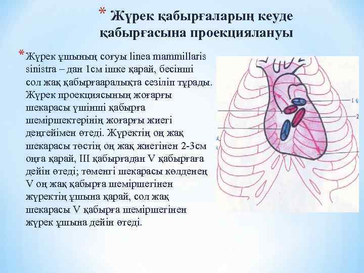 * Жүрек қабырғаларың кеуде қабырғасына проекциялануы * Жүрек ұшының соғуы linea mammillaris sinistra –