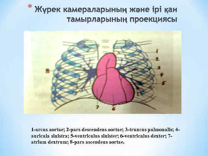 * 1 -arcus aortae; 2 -pars descendens aortae; 3 -truncus pulmonalis; 4 auricula sinistra;