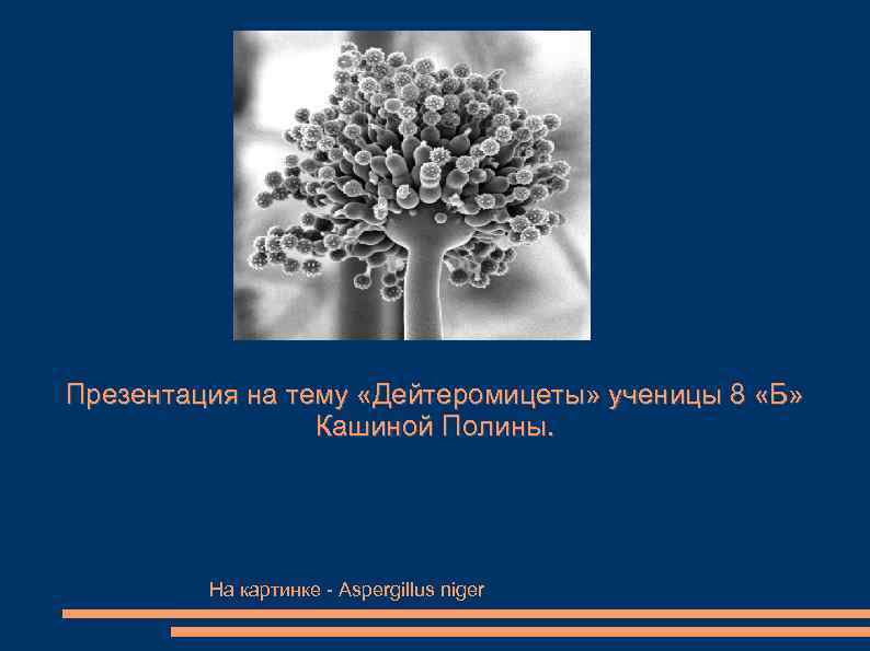 Презентация на тему «Дейтеромицеты» ученицы 8 «Б» Кашиной Полины. На картинке - Aspergillus niger