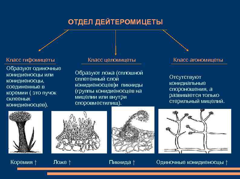 ОТДЕЛ ДЕЙТЕРОМИЦЕТЫ Класс гифомицеты Образуют одиночные конидиеносцы или конидиеносцы, соединенные в коремии ( это