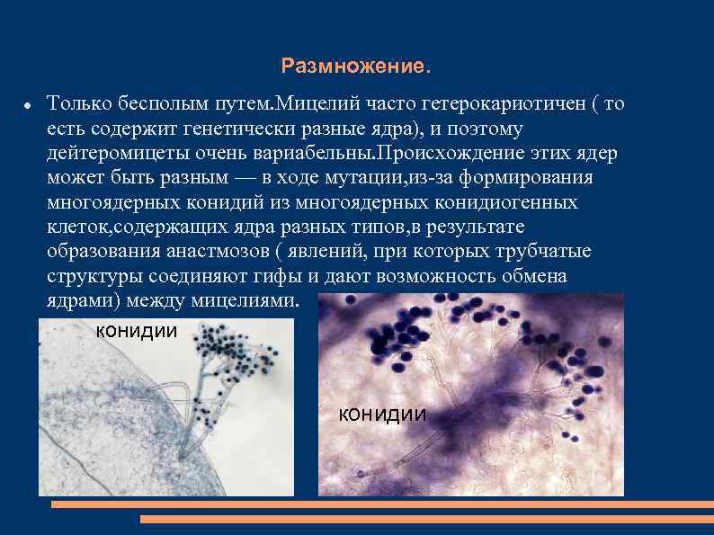 Размножение. Только бесполым путем. Мицелий часто гетерокариотичен ( то есть содержит генетически разные ядра),