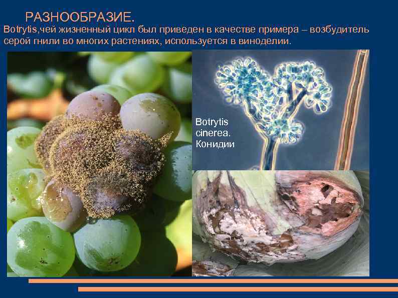 РАЗНООБРАЗИЕ. Botrytis, чей жизненный цикл был приведен в качестве примера – возбудитель серой гнили