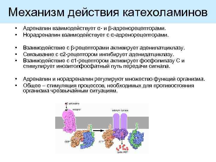 Механизм действия катехоламинов • • Адреналин взаимодействует α- и β-адренорецепторами. Норадреналин взаимодействует с α-адренорецепторами.