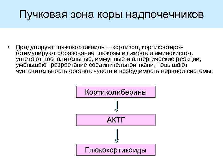 Пучковая зона коры надпочечников • Продуцирует глюкокортикоиды – кортизол, кортикостерон (стимулируют образование глюкозы из