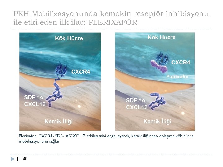 PKH Mobilizasyonunda kemokin reseptör inhibisyonu ile etki eden ilk ilaç: PLERIXAFOR Kök Hücre CXCR