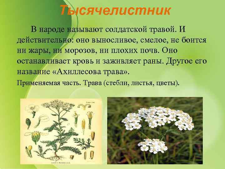 Тысячелистник В народе называют солдатской травой. И действительно: оно выносливое, смелое, не боится ни