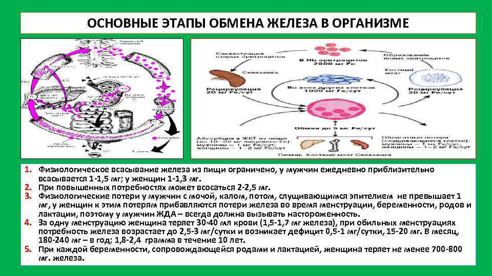 ОСНОВНЫЕ ЭТАПЫ ОБМЕНА ЖЕЛЕЗА В ОРГАНИЗМЕ 1. Физиологическое всасывание железа из пищи ограничено, у