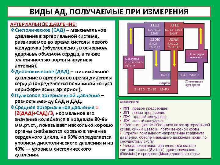ВИДЫ АД, ПОЛУЧАЕМЫЕ ПРИ ИЗМЕРЕНИЯ АРТЕРИАЛЬНОЕ ДАВЛЕНИЕ: v. Систолическое (САД) – максимальное давление в