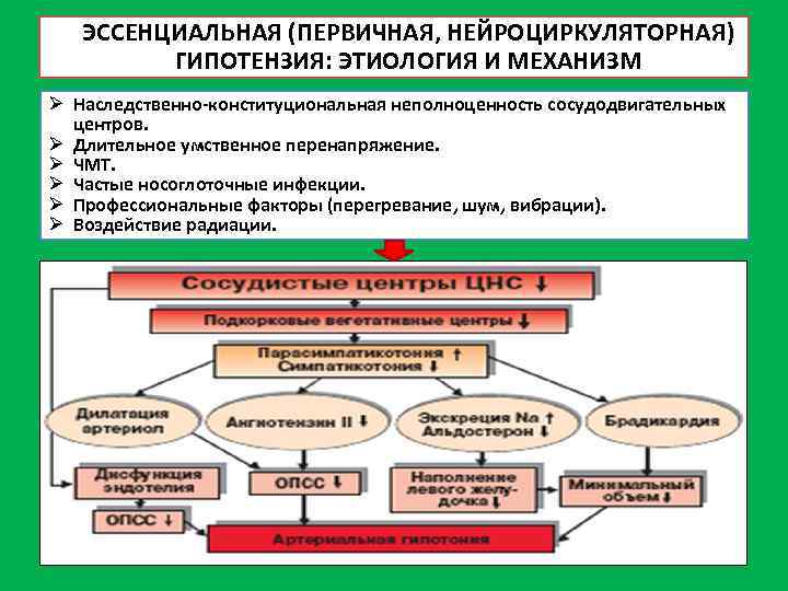ЭССЕНЦИАЛЬНАЯ (ПЕРВИЧНАЯ, НЕЙРОЦИРКУЛЯТОРНАЯ) ГИПОТЕНЗИЯ: ЭТИОЛОГИЯ И МЕХАНИЗМ Ø Наследственно-конституциональная неполноценность сосудодвигательных центров. Ø Длительное