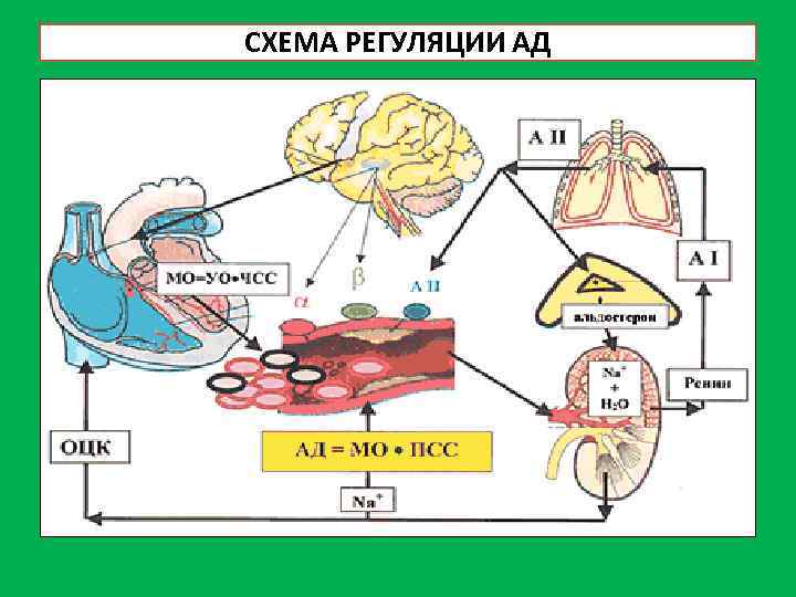СХЕМА РЕГУЛЯЦИИ АД 