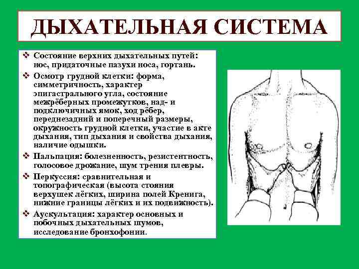 ДЫХАТЕЛЬНАЯ СИСТЕМА v Состояние верхних дыхательных путей: нос, придаточные пазухи носа, гортань. v Осмотр