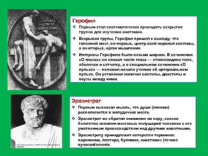 Герофил v Первым стал систематически проводить вскрытия трупов для изучения анатомии. v Вскрывая трупы,