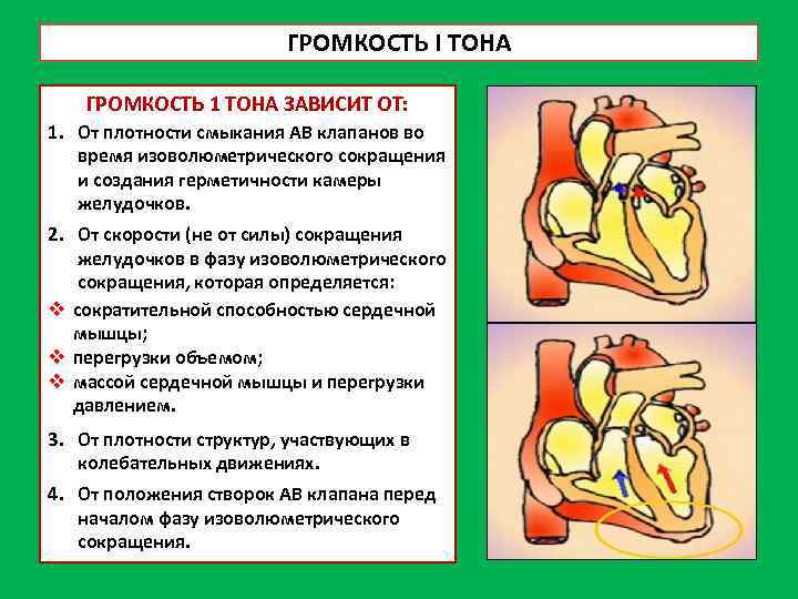 ГРОМКОСТЬ I ТОНА ГРОМКОСТЬ 1 ТОНА ЗАВИСИТ ОТ: 1. От плотности смыкания АВ клапанов