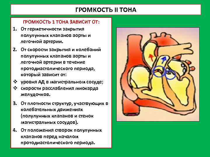 ГРОМКОСТЬ II ТОНА ГРОМКОСТЬ 1 ТОНА ЗАВИСИТ ОТ: 1. От герметичности закрытия полулунных клапанов