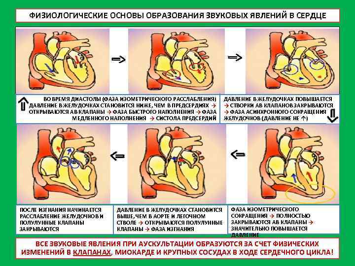 ФИЗИОЛОГИЧЕСКИЕ ОСНОВЫ ОБРАЗОВАНИЯ ЗВУКОВЫХ ЯВЛЕНИЙ В СЕРДЦЕ ВО ВРЕМЯ ДИАСТОЛЫ (ФАЗА ИЗОМЕТРИЧЕСКОГО РАССЛАБЛЕНИЯ) ДАВЛЕНИЕ