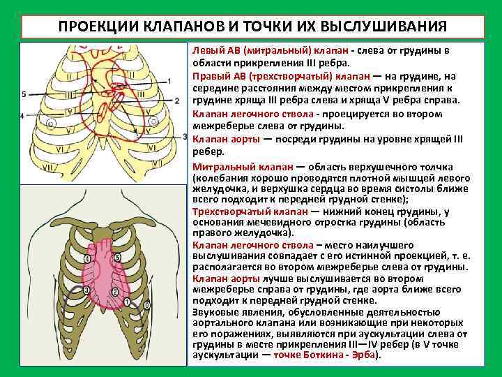 ПРОЕКЦИИ КЛАПАНОВ И ТОЧКИ ИХ ВЫСЛУШИВАНИЯ Левый АВ (митральный) клапан слева от грудины в