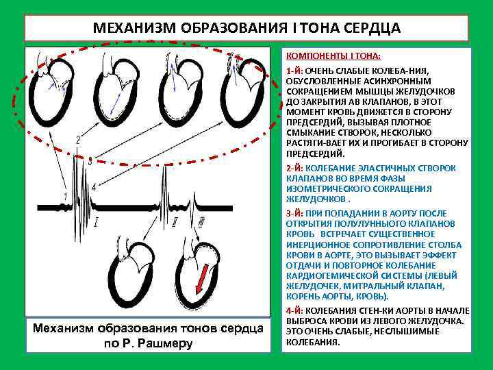 МЕХАНИЗМ ОБРАЗОВАНИЯ I ТОНА СЕРДЦА КОМПОНЕНТЫ I ТОНА: 1 Й: ОЧЕНЬ СЛАБЫЕ КОЛЕБА НИЯ,