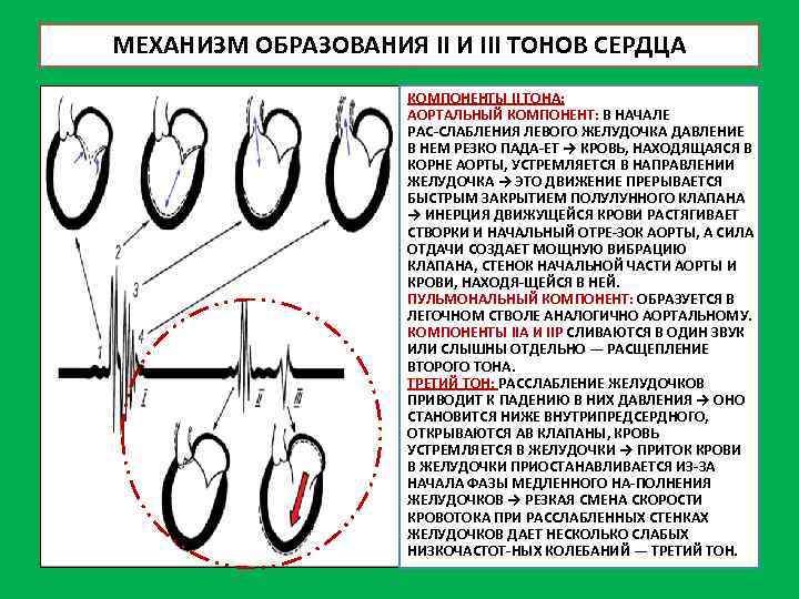 МЕХАНИЗМ ОБРАЗОВАНИЯ II И III ТОНОВ СЕРДЦА КОМПОНЕНТЫ II ТОНА: АОРТАЛЬНЫЙ КОМПОНЕНТ: В НАЧАЛЕ