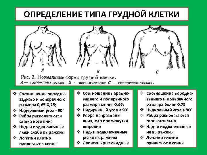 ОПРЕДЕЛЕНИЕ ТИПА ГРУДНОЙ КЛЕТКИ v Соотношение переднезаднего и поперечного размера 0, 65 -0, 75;