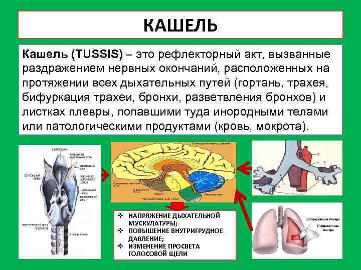 КАШЕЛЬ Кашель (TUSSIS) – это рефлекторный акт, вызванные раздражением нервных окончаний, расположенных на протяжении