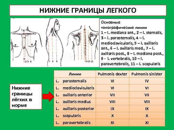 Границы легких